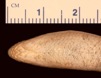 Media type: image;   Herpetology R-175743